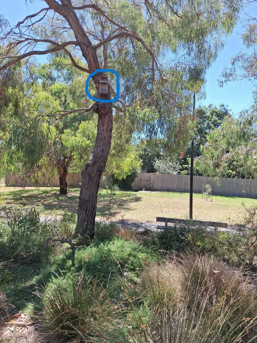 Swarm photo